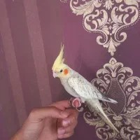 عروس هلندی فول دستی گاز هم نمیگیره