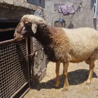 قوچ شیشک