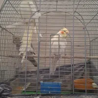 عروس هلندی