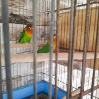 طوطی برزیلی فیشر سبز