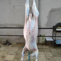 بره|حیوانات مزرعه|نورآباد, |دیوار