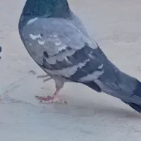 پرشی ساعتی..