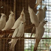 عروس هلندی آلبینو