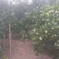 فروش نارنگی ژاپنی