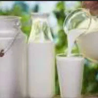 شیر گوسفندی