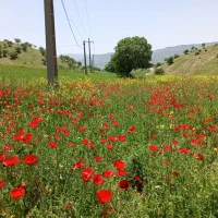 فروش-یک-قطعه-زمین-فوری-بدون-واسطه