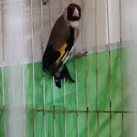 فروش سهره جفت