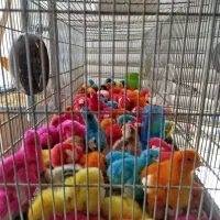 جوجه رنگی گارانتی دار نمیر.جوجه اردک.جوجه محلی