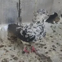 کبوتر ماده گلی تهرونی بازیکن