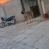 واگزاری پژدر