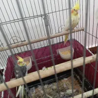 عروس هلندی