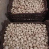 غده مینروا دستگیری