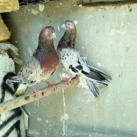 کفتر سرور عتیفه
