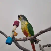 گرینچیک جوجه