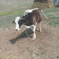 گاو با گوساله