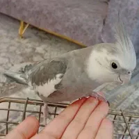 عروس هلندی نر