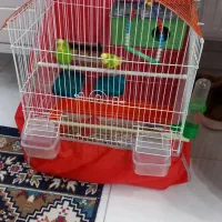 مرغ عشق|پرنده|رباطکریم, نصیرشهر|دیوار