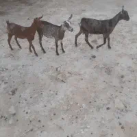 صلاله نژادی سروگوش فول