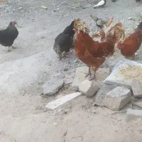 خوروس محلی کاکلی ..