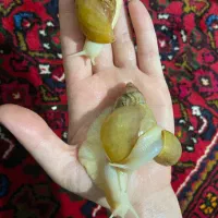 حلزون کلاژن ساز مولد