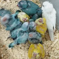 طوطی راهب زرد گیرین چیک برزیلی
