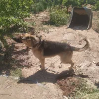 واگذاری سگ ژرمن جوان.