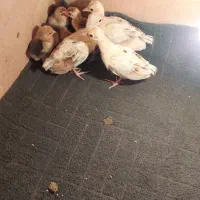 جوچه طاووس