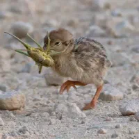 کبوتر