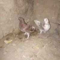 توعدد کفتر