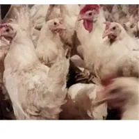 مرغ