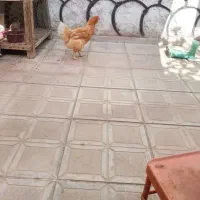 مرغ بومی