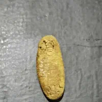 خ مهره سیاه اصل