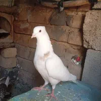 چهار تا کفتر بهبهانی