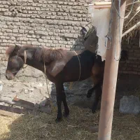 اسب با کره