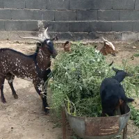 چهار عدد بز و بزقاله