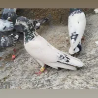 کبوتر 20 عدد کبوتر دزدیده شده