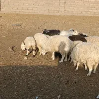 بزغاله وبره فروشی