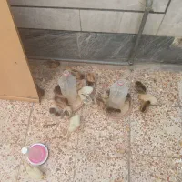 ۸۰ جوجه محلی لری ۱۲ روزه
