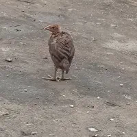 جوجه لاری