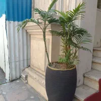 گل نخلی|گل و گیاه طبیعی|تهران, کامرانیه|دیوار