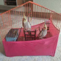 عروس هلندی نر و ماده