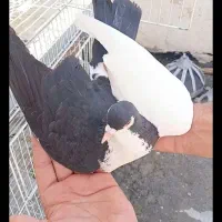 ماده چپ کلاغ دوم