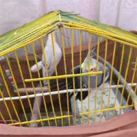 یک جفت عروس هلندی