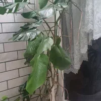 گل طبیعی بزرگ و گلدون قیمت مناسب