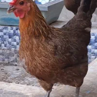 مرغ تخم گذار