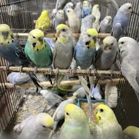 مرغ عشق انگلیسی و رینبو تعدادی و عمده