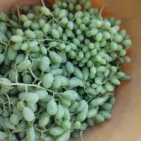 غوره