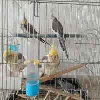 عروس هلندی
