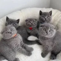 گربه اسکاتیش مو‌ کوتاه سالم و تو دل برو