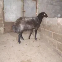 قوچ نوبخت